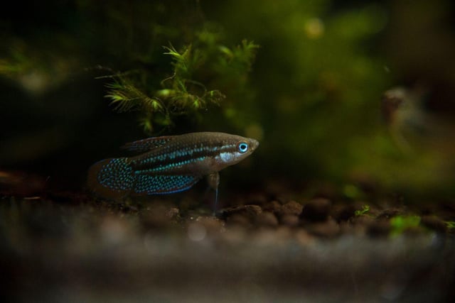 More than living up to its name is the half inch-long Sparkling Gourami, with a rainbow of colours glinting from its glitterball body. They are fine in a five litre tank, although make sure you have some live vegetation for them to enjoy zipping between.