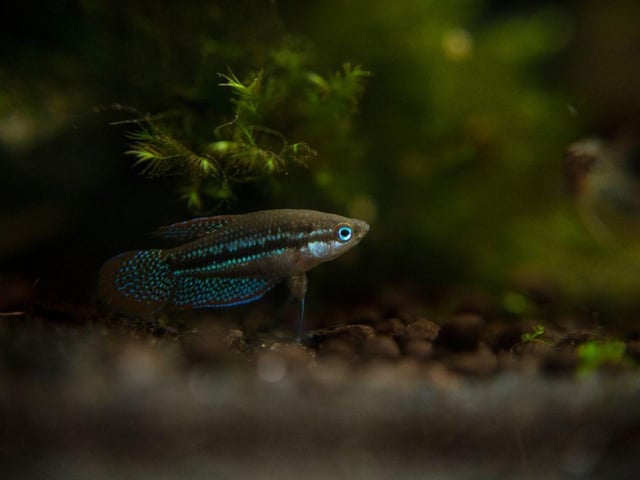 More than living up to its name is the half inch-long Sparkling Gourami, with a rainbow of colours glinting from its glitterball body. They are fine in a five litre tank, although make sure you have some live vegetation for them to enjoy zipping between.