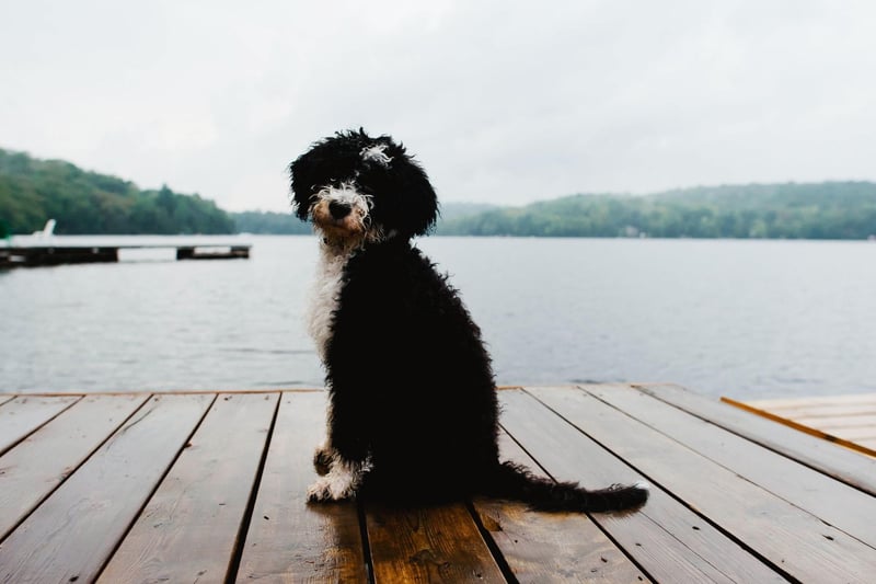 Another breed that has webbed feet perfect for swimming, the Portuguese Water Dog was used by fishermen to herd fish into nets and collect lost equipment from the sea.