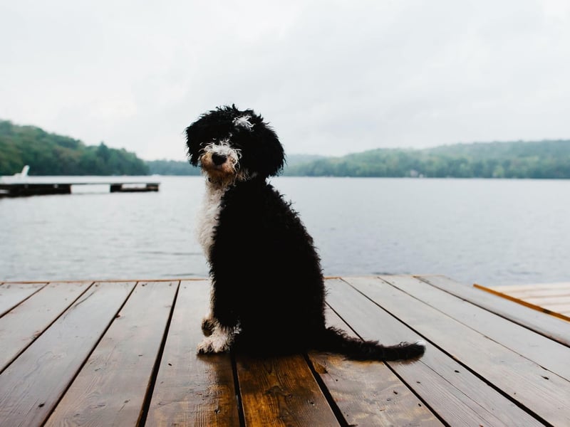 Another breed that has webbed feet perfect for swimming, the Portuguese Water Dog was used by fishermen to herd fish into nets and collect lost equipment from the sea.