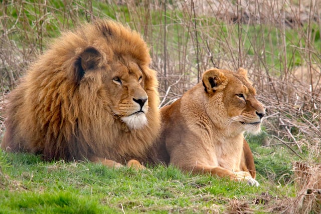 African Lions are the second largest big cat after tigers and usually live in groups of between two and 40.