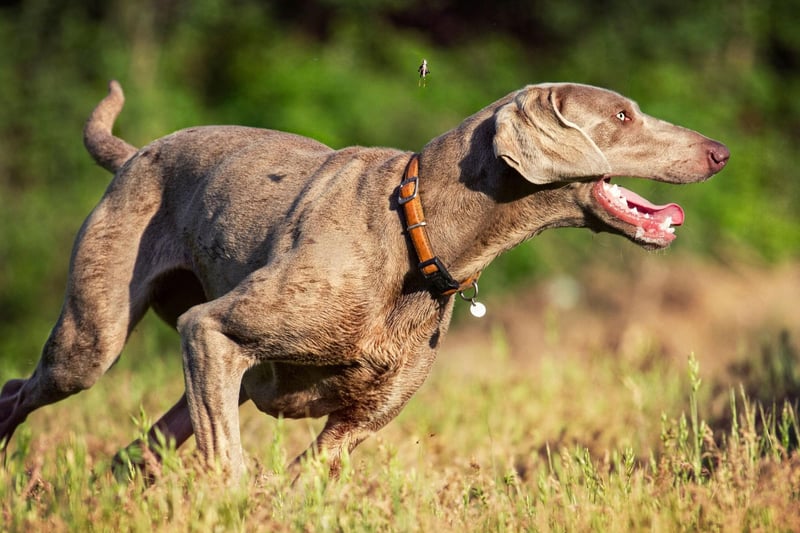 For advanced runners, Weimaraners are an ideal dog breed whose medium and strong-muscled build is suited to more strenuous activity than other breeds. They need a huge amount of both exercise and mental stimulation and have an innate desire to be active for long periods of time with their owner.