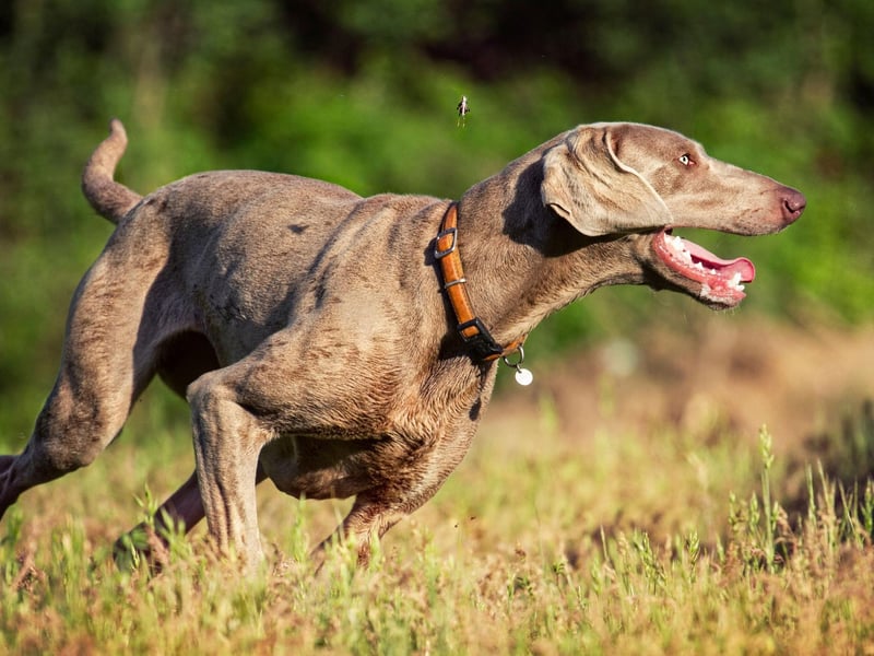 For advanced runners, Weimaraners are an ideal dog breed whose medium and strong-muscled build is suited to more strenuous activity than other breeds. They need a huge amount of both exercise and mental stimulation and have an innate desire to be active for long periods of time with their owner.