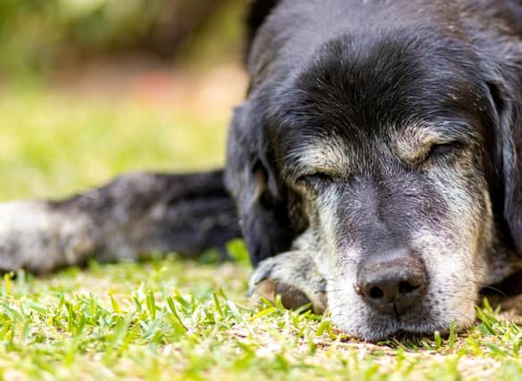 These are the breeds of dog most likely to live to a ripe old age.
