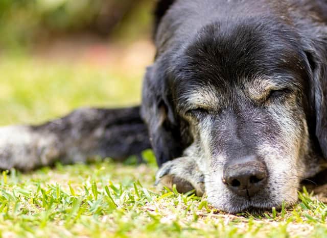 Long Living Dogs: These are the 10 breeds of adorable dog with the longest  lifespans - including the loving Jack Russell 🐕 | The Scotsman