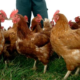 The government has warned of threat of a new outbreak of bird flu.