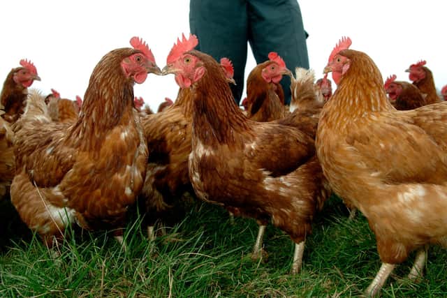 The government has warned of threat of a new outbreak of bird flu.