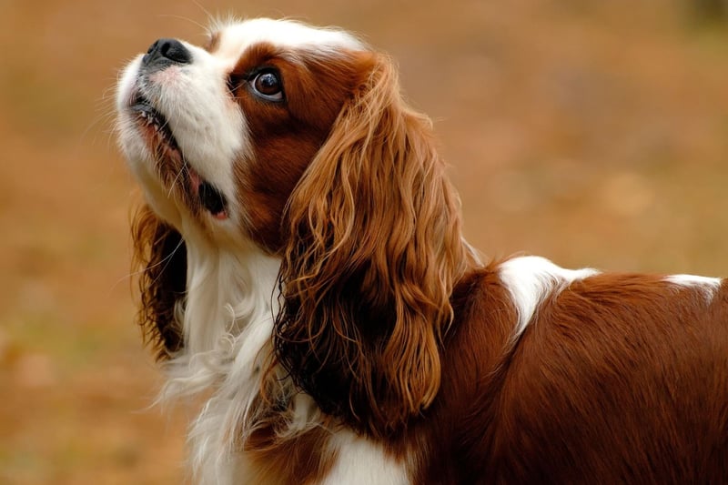 Originally Cavalier King Charles Spaniels were created in 18th century Britain by crossing the original King Charles Spaniel with the Pug - giving the new type of Spaniel the Pug's short muzzle and domed skull shape.