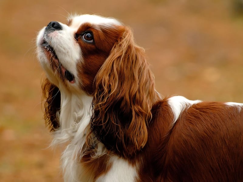Originally Cavalier King Charles Spaniels were created in 18th century Britain by crossing the original King Charles Spaniel with the Pug - giving the new type of Spaniel the Pug's short muzzle and domed skull shape.