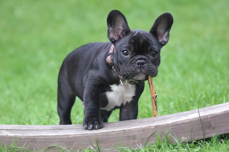 The French Bulldog is the second most popular dog in the UK (behind the significantly noisier Labrador Retriever). It is a particularly good choice for those living in flats, since they rarely bark and don't need a huge amount of room.