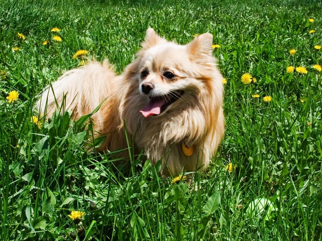 Cars can heat up within minutes, so never leave your dog alone in a car, even if all the windows are open. The temperature inside of a parked car can increase rapidly, leading to dogs becoming dehydrated within moments. If you see a dog alone in a car on a hot day, you should call 999.