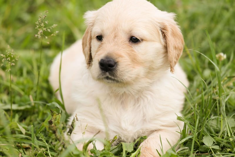 Sharing the majority of the positive traits that make their close relative the Labrador such a popular family pet, the Golden Retriever is rarely left out of lists of top dogs.