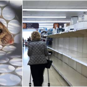 Brits warned hoarding food could attract rats
