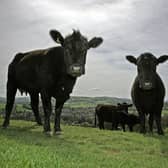 Eating less meat and choosing organic, free-range produce can help get the planet back on track (Picture: Christopher Furlong/Getty Images)