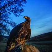 A golden eagle. Image: Phil Wilkinson