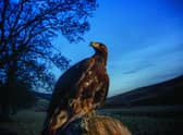 A golden eagle. Image: Phil Wilkinson