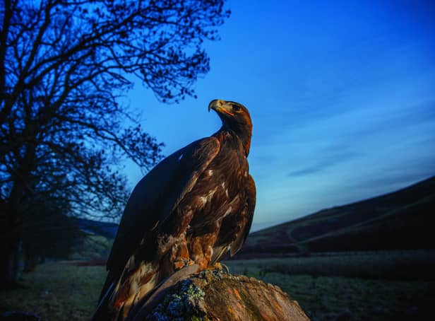 A golden eagle. Image: Phil Wilkinson