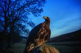 A golden eagle. Image: Phil Wilkinson