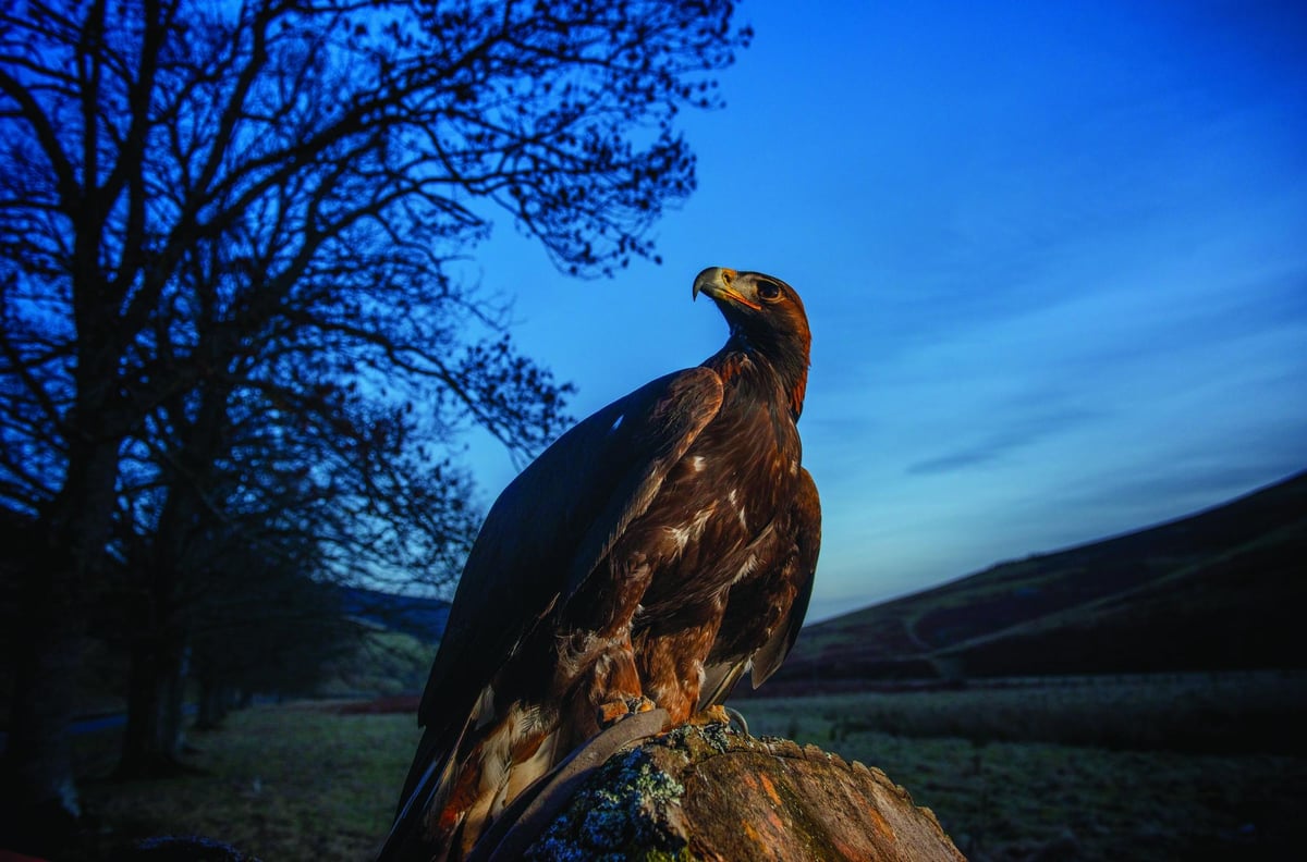 Bird of prey persecution remains at ‘high level’ as case were golden eagle was poisoned in Scotland highlighted