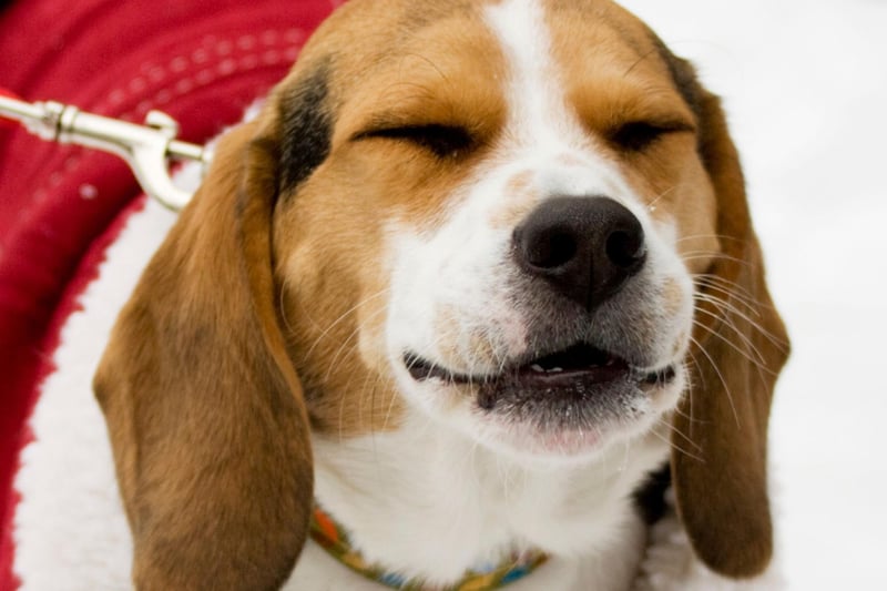 Another hugely popular dog breed in the UK is the Beagle. These dogs love to get out-and-about in all weather but they have a tendency to feel the cold due to their thin coat. A decent jacket should mean that they can cope with most conditions though.