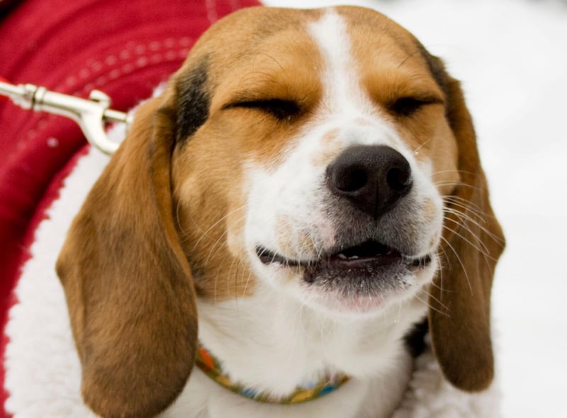 Another hugely popular dog breed in the UK is the Beagle. These dogs love to get out-and-about in all weather but they have a tendency to feel the cold due to their thin coat. A decent jacket should mean that they can cope with most conditions though.