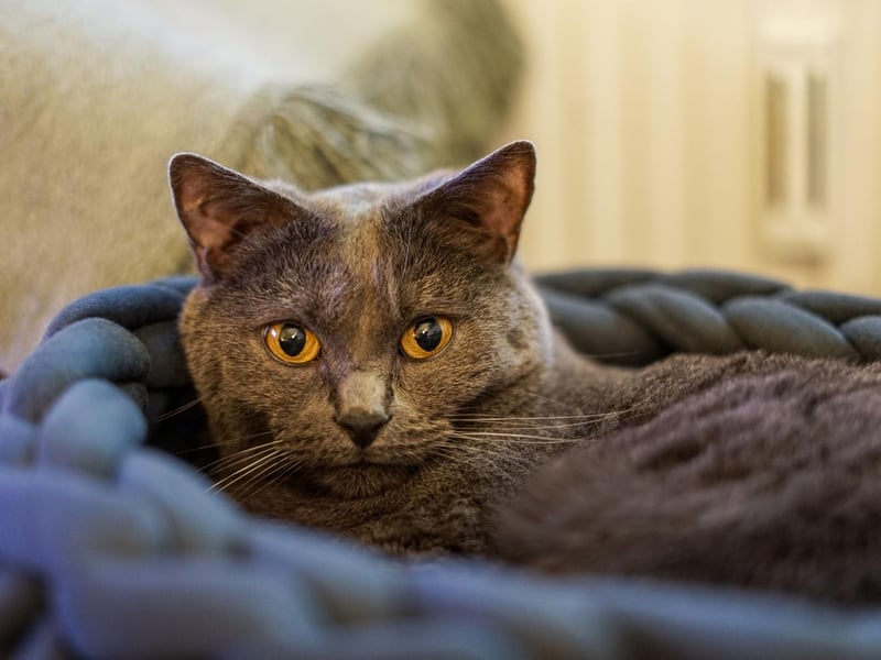 The male Chartreux can grow up to 16lbs, though female Chartreux normally just stay around 9lbs. They tend to bond with a particular household member.