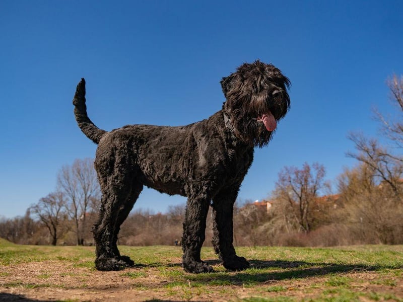 Also known as the Chornyi Terrier, the Black Russian Terrier was first bred in the former USSR in the late 1940s and the early 1950s. It was largely used as a military dog and, despite the name, is not a true terrier. Around 17 different breeds of dog were used to create it including the the Airedale, the Giant Schnauzer, the Rottweiler, the Newfoundland, and the Caucasian Shepherd Dog.