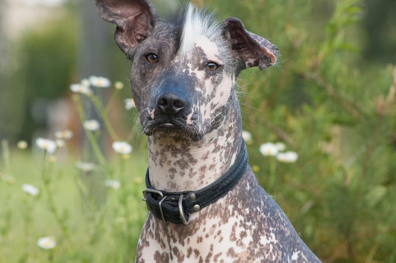 Also known as the Mexican Hairless, the Xoloitzcuintle is an unusual sight in Britain's parks - perhaps because they aren't fans of cold winters as they have very little insulating fur.