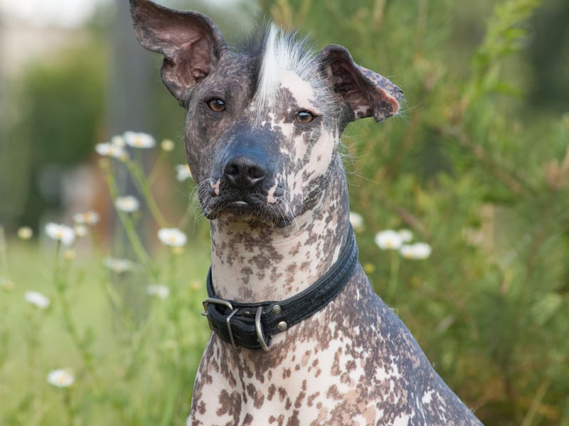 Also known as the Mexican Hairless, the Xoloitzcuintle is an unusual sight in Britain's parks - perhaps because they aren't fans of cold winters as they have very little insulating fur.