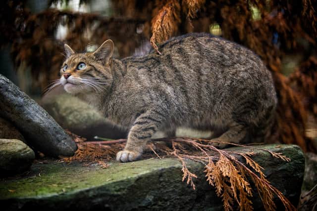 Wildcats are being bred for release at the Royal Zoological Society of Scotland’s Highland Wildlife Park, where O'Leary has visited some of the cats and championed the work of the Saving Wildcats team. Pic: RZSS