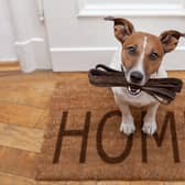 Jack russell dog  waiting a the door at home with leather leash, ready to go for a walk with his owner. Image: Adobe Stock