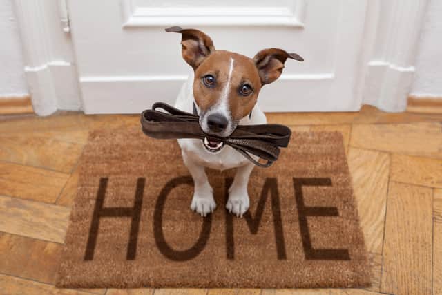 Jack russell dog waiting a the door at home with leather leash, ready to go for a walk with his owner. Image: Adobe Stock