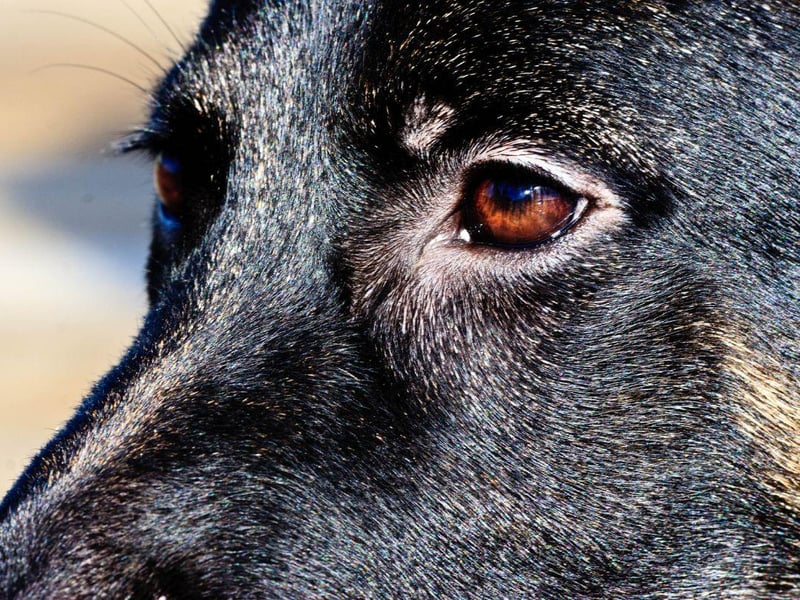 Courageous German Shepherds are the breed of dog most likely to develop Chronic Superficial Keratitis, which causes the dog's body to reject the cornea. Treatment is availbale to slow its progression.