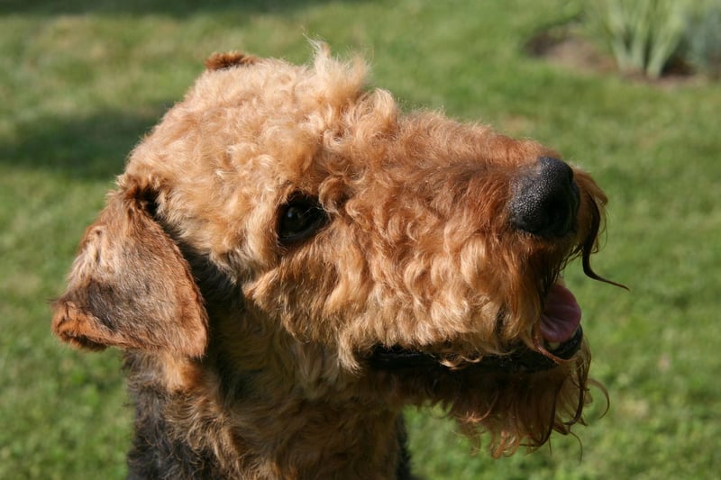 The Airedale Terrier's fuzzy tresses are surprisingly good at allowing heat to escape during warm weather. The fact that they lack an undercoat of any kind is also great for efficient temperature control.