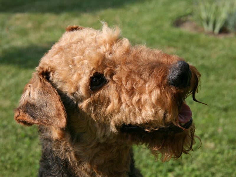 The Airedale Terrier's fuzzy tresses are surprisingly good at allowing heat to escape during warm weather. The fact that they lack an undercoat of any kind is also great for efficient temperature control.