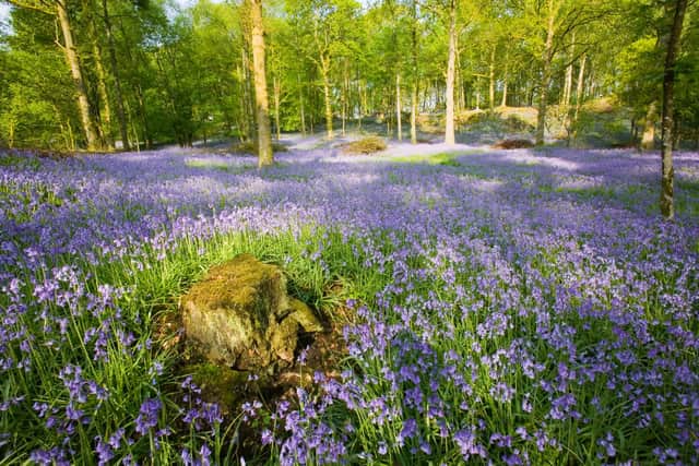 Bluebells, like many wild flowers in the UK, are starting to bloom earlier in the year due to rising temperatures
