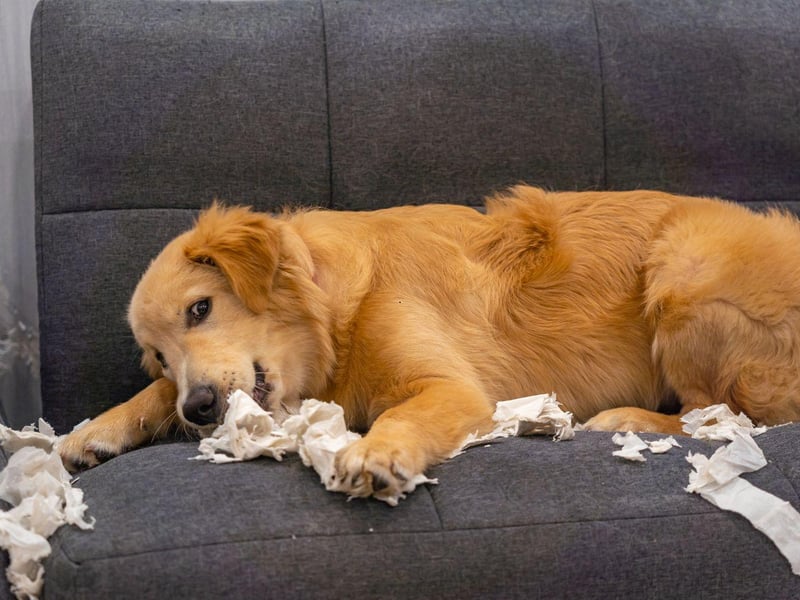 What's true of a Labrador Retriever usually also holds true for Golden Retrievers - and that's certainly true when it comes to behaviour. They have a habit of chewing, sometimes well beyond puppyhood, and no unsecured food is safe in their presence.