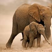 African elephants have been almost wiped out in some places due to poaching