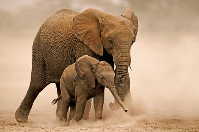 African elephants have been almost wiped out in some places due to poaching