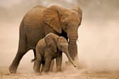 African elephants have been almost wiped out in some places due to poaching