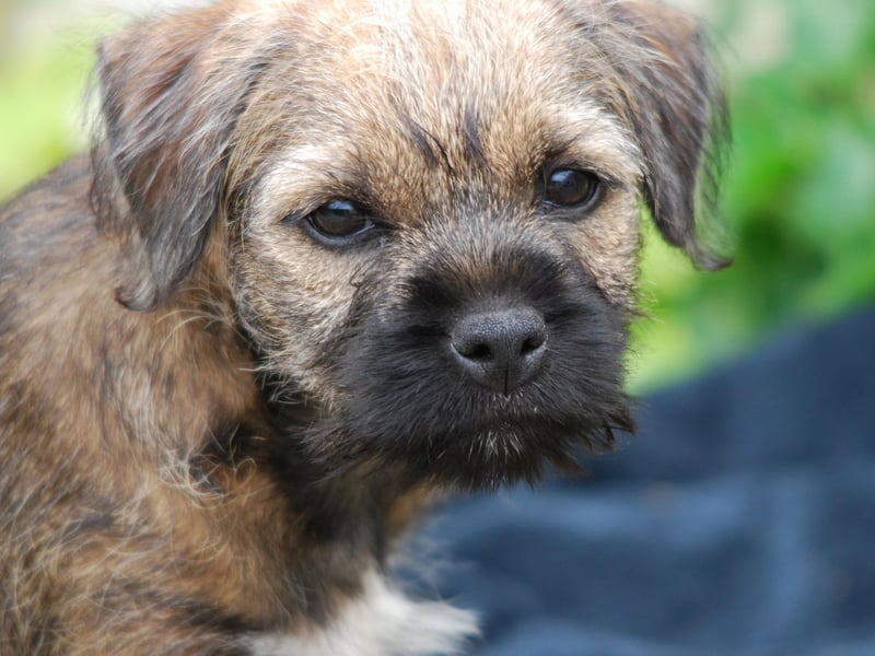 Rounding off the top five is the Border Terrier, named after the area from which it originates on the border between England and Scotland. The breed had 4,587 new registrations in 2020.