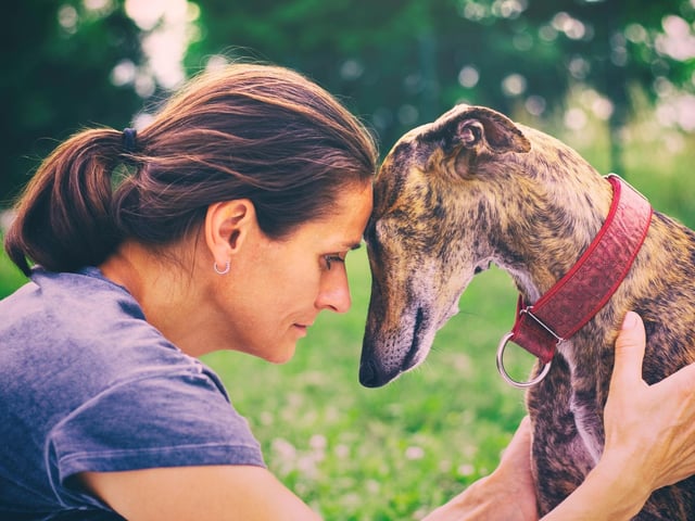 You'll rarely see a Greyhound sitting down because it's an uncomfortable position for them due to the tighness of the muscles in their leg muscles. They generally prefer to either stand or lie down. They particularly like being horizontal, being notoriously lazy when not out for their daily dart around the park.