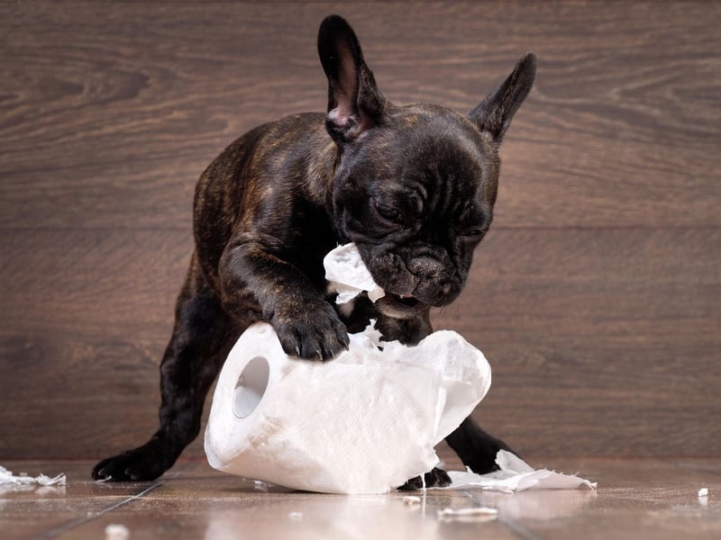 Perhaps inspired by a very famous television advertising campaign, 18 per cent of dogs just can't stay away from the toilet roll.