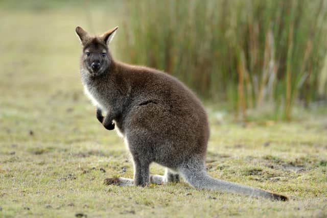 It's perhaps a lesser-known fact that wallabies live in the wild in Scotland - there's a colony on the Loch Lomond island of Inchconnachan, introduced almost a century ago by former owner Fiona, Countess of Arran.