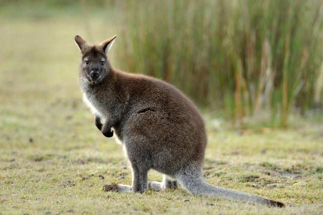 There aren't many animals that could be further away from home in Scotland than the wallaby - a marsupial more familiar to the Outback of Australia. But in March 2020 Carly Meaney was out walking her dog close to the North Third Reservoir, near Stirling, when she spotted the animal eating grass before hopping towards her. It was later revealed it had escaped from a local farm. It's a lesser-known fact that wallabies do actually live in the wild in Scotland - there's a colony on the Loch Lomond island of Inchconnachan, introduced almost a century ago by former owner Fiona, Countess of Arran.