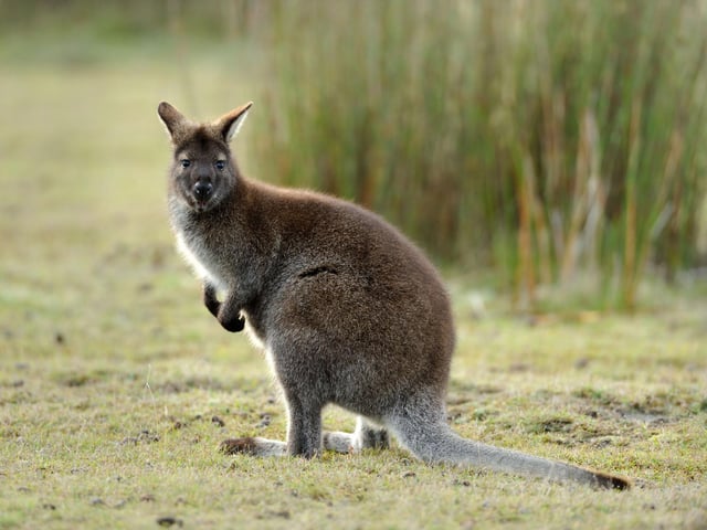 There aren't many animals that could be further away from home in Scotland than the wallaby - a marsupial more familiar to the Outback of Australia. But in March 2020 Carly Meaney was out walking her dog close to the North Third Reservoir, near Stirling, when she spotted the animal eating grass before hopping towards her. It was later revealed it had escaped from a local farm. It's a lesser-known fact that wallabies do actually live in the wild in Scotland - there's a colony on the Loch Lomond island of Inchconnachan, introduced almost a century ago by former owner Fiona, Countess of Arran.