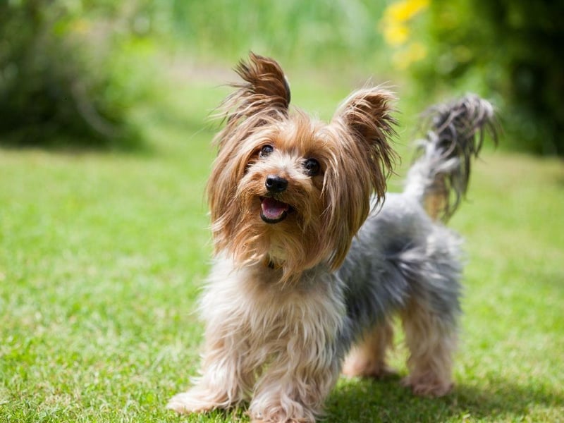 The Yorkshire Terrier is a very popular dog breed that loves to run around, jump up and vocally express their feelings (often repeatedly). They are loving and entertaining pets but do like to make their own fun if nobody else is providing it.
