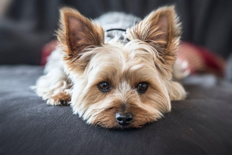 For a smaller emotional supprt animal it's hard to beat the Yorkshire Terrier. Yorkies are very affectionate and are easy to travel with, making them great mobile anxiety easers.