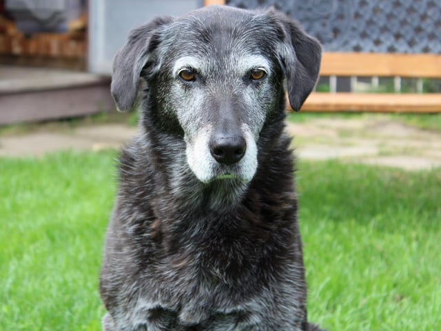 Myth! It is a great idea to continue with training right into the senior years. This may even stave off canine dementia. With perseverance (and tasty bribes) even older dogs make great pupils.