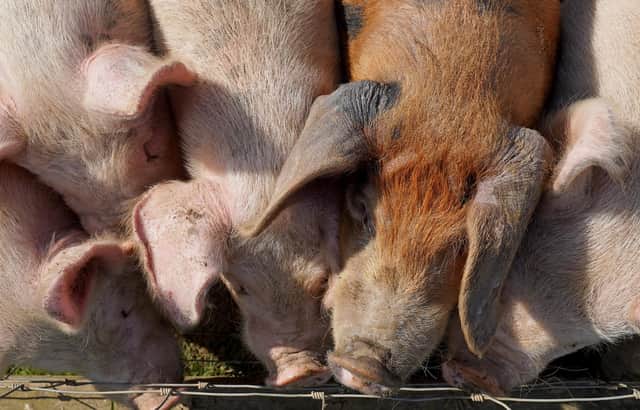 The Pig Producers' Fund will affected by the temporary closure of the abattoir at Brechin. Picture: PA